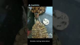 The mating ritual of turtles