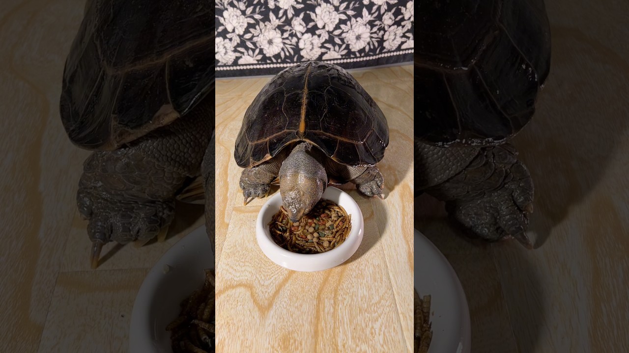ASMR Mukbang Eating Dried insects 🐢 Turtle Tortoise -85 