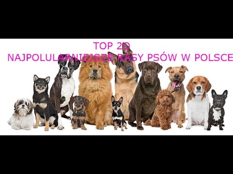 Top 20 Najpopularniejsze Rasy Psów W Polsce Youtube