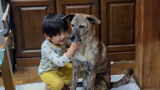 幼児に絡まれたりする元猟犬