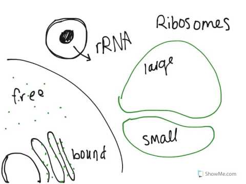 Ribosomes & Mitochondria - YouTube