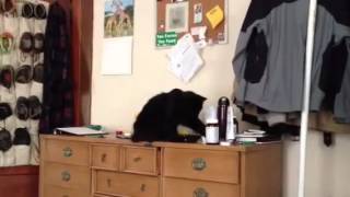 Punk Cat Knocks Over Bottle