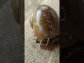 How Snail scrawls l घोंघा कैसे चलता है  #shorts