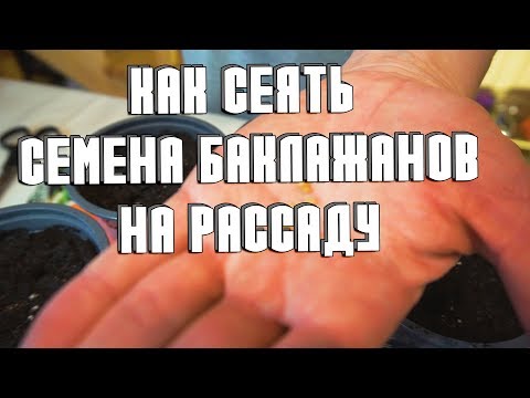 Сажаем семена баклажанов
