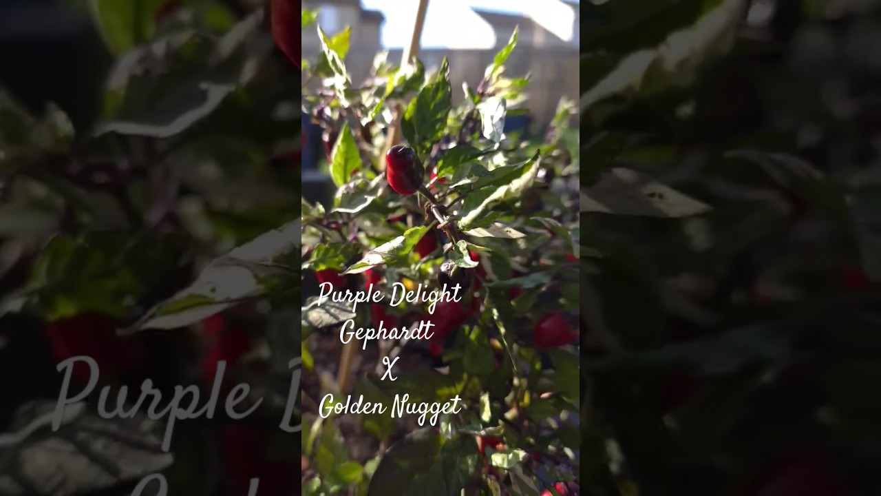 A beautiful pepper hybrid! Purple delight Gephardt x Golden Nugget