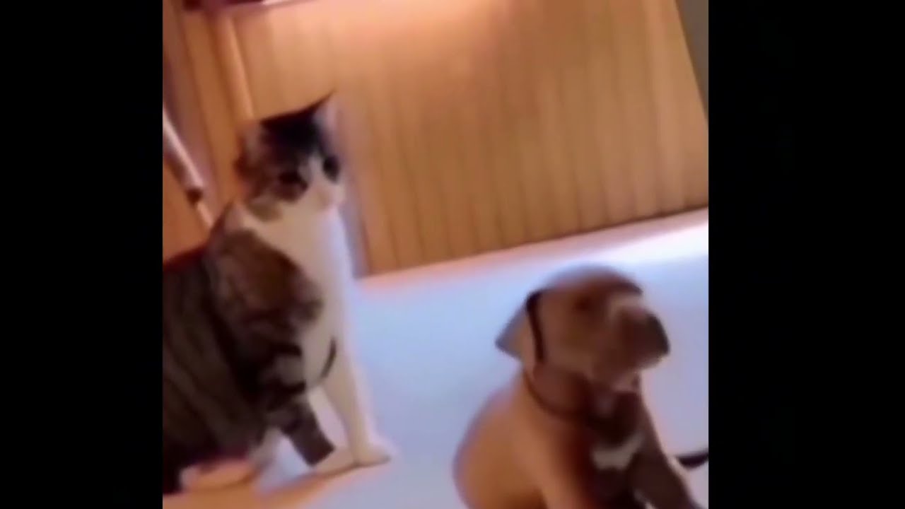 Cat slap dog meme template