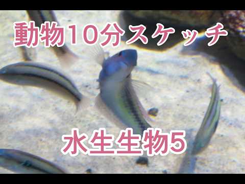 水生生物5 10分 - YouTube