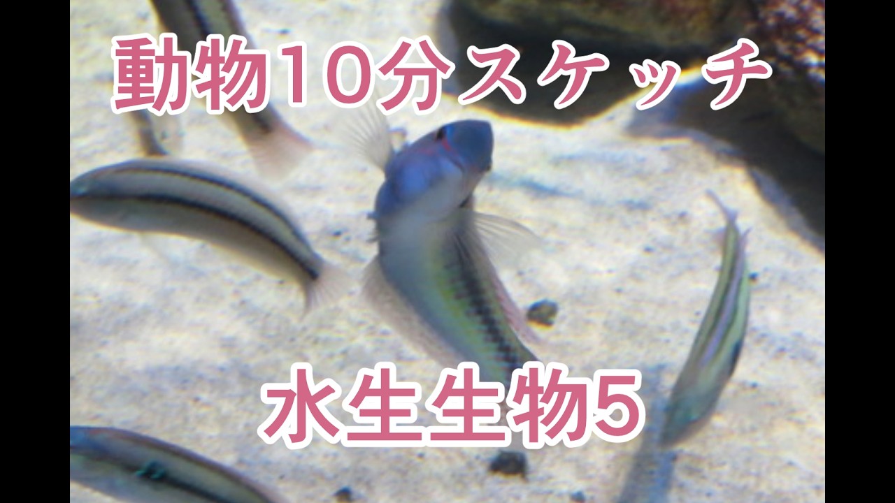 水生生物5 10分 - YouTube