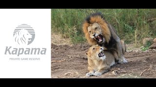Lions Mating And Roaring