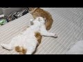 【マンチカンズ】猫が猫を枕にして寝てた ~ A cat sleeping on another cat ~