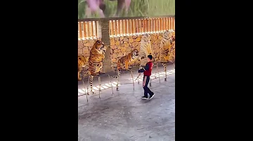 ترويض النمور ذكاء المروض 