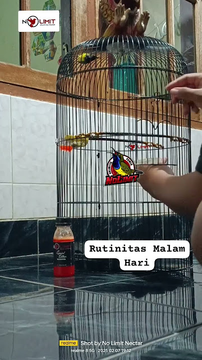 Sogon isian Brem cigun konslet #lombaburung #kicaumanianusantara #sogokotong #sogon #burung #kicau