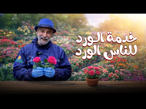 خدمة الورد من الالف للياء وعمل مبيد فطري منزلي للتقليم