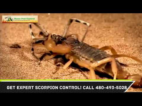 Rodent Exterminator Maricopa County - SG Bug Pest Control