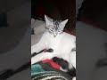 دول مكنوش خير ليك عفكرة 