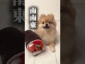 今日は節分！なポメ