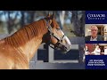 Coolmore Australia Stallion Parade 2020