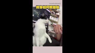 【被揍不負責】親貓貓教學：假裝要摸牠→蓋住眼睛親上去 #Shorts