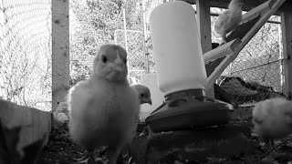 Em & Bill Show: The Chicken Show
