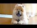 仕事中の飼い主の邪魔をしないように一人で遊ぶチャウチャウが尊い