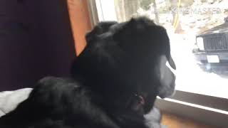 Brady’s is looking out the window for some reason XD