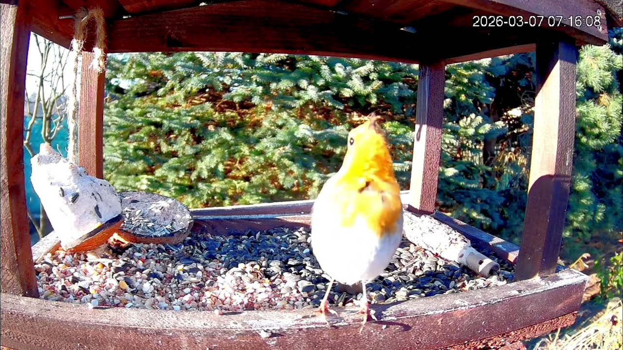🎶🌺 Piękny występ Hermana dla wszystkich Pań z okazji Dnia Kobiet 🌺🧡 - Bieszczadzki Karmnik. 