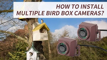 Setting Up Two PoE Bird Box Cameras: A Complete Guide