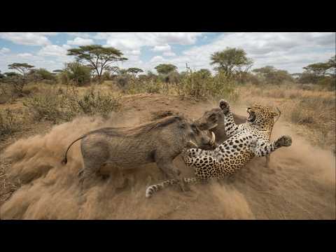 🚨 THIS IS NOT NORMAL! Two warthogs turn the tables on a leopard
