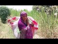 Punjab life tour  woman work in village lifestyle  mud house life tour  traditional life vlog
