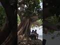 #shorts #funny #shortvideo #short #subscribe #nature #chittagong