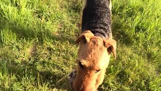 Airedale Terrier Annie Retrieving A Bird