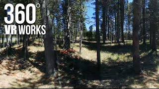 Among The Trees In Yellowstone - 360 VR Video