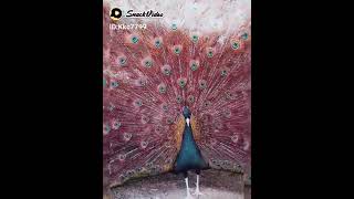 VID 20230320 WA0001
