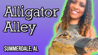 HANGING OUT WITH ALLIGATORS! Alligator Alley