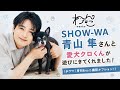SHOW-WA・青山 隼さんと愛犬クロくんが遊びにきてくれました!(チワワ|月刊わんこ撮影オフショット)