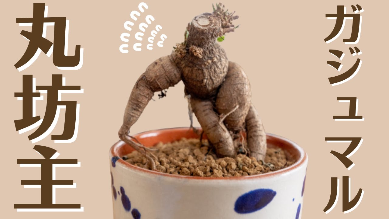 【冬に落葉した観葉植物はどう管理する？】これって枯れてる？冬に丸坊主になった観葉植物の復活術