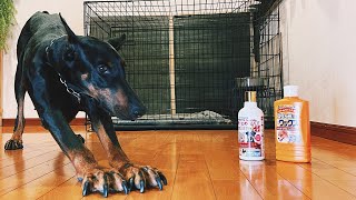 批判殺到！滑る床からドーベルマンを救うことができるか！？