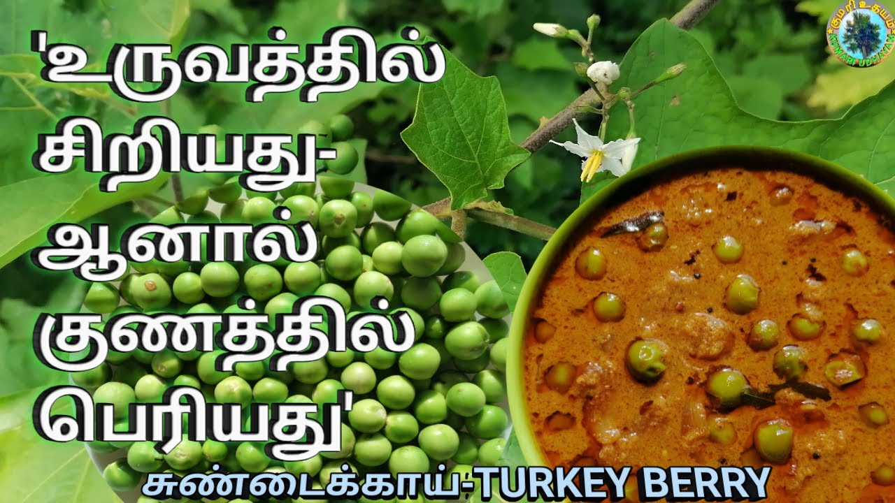 TURKEY BERRY RECIPE turkey-berry-recipe
