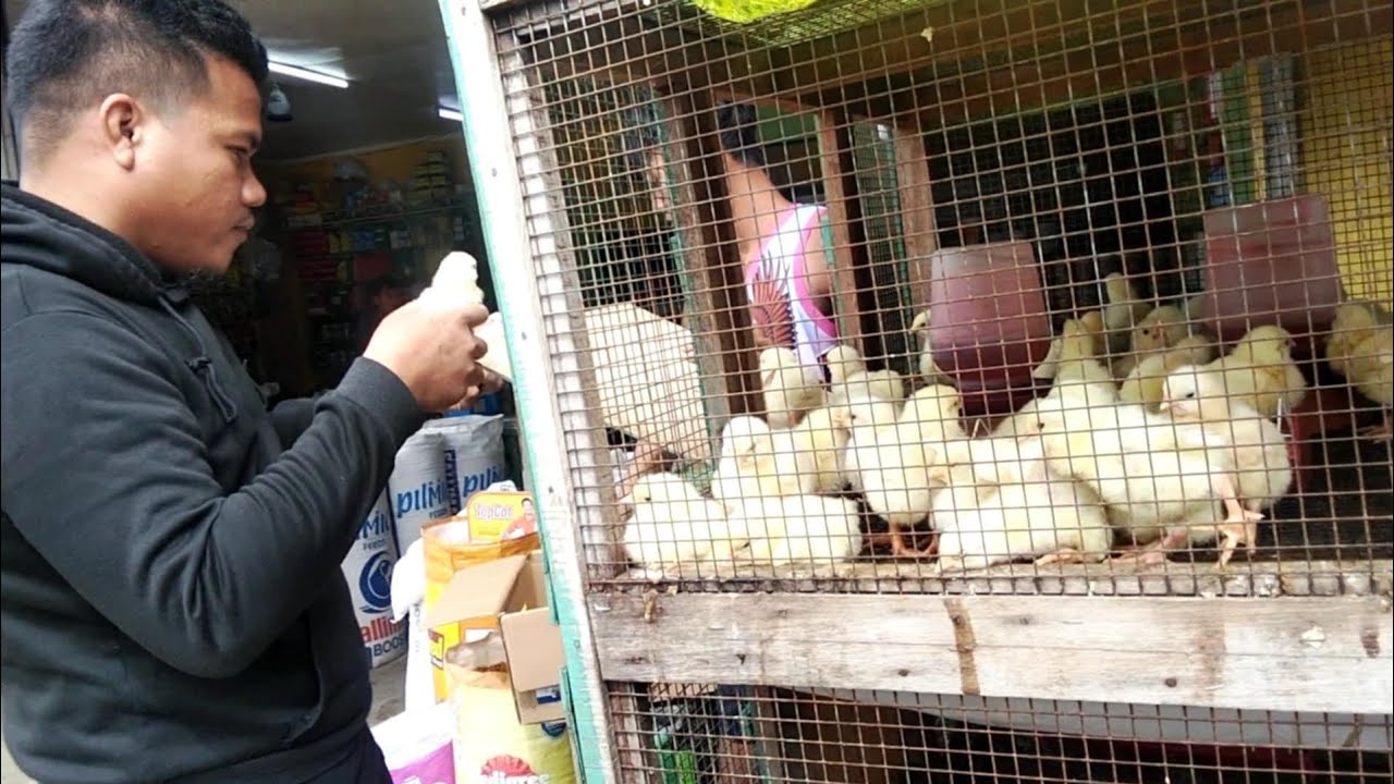 BALIK TAYU SA PAG BAVLOG / BUMILI ULIT AKO NG MGA SISIW NA 45 DAYS BROILER