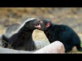 Tasmanian Devil VS The Honey Badger
