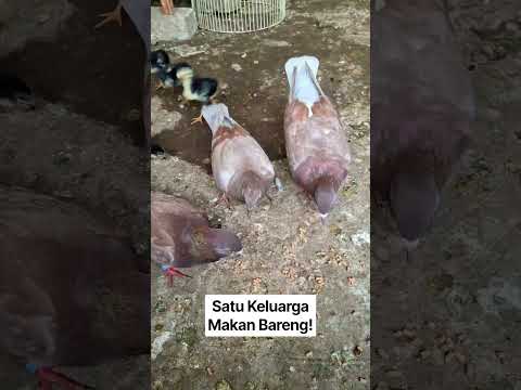 Shorts Merpatiku Satu keluarga Makan Bareng !