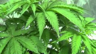 Social Grow LA Affair Update #8