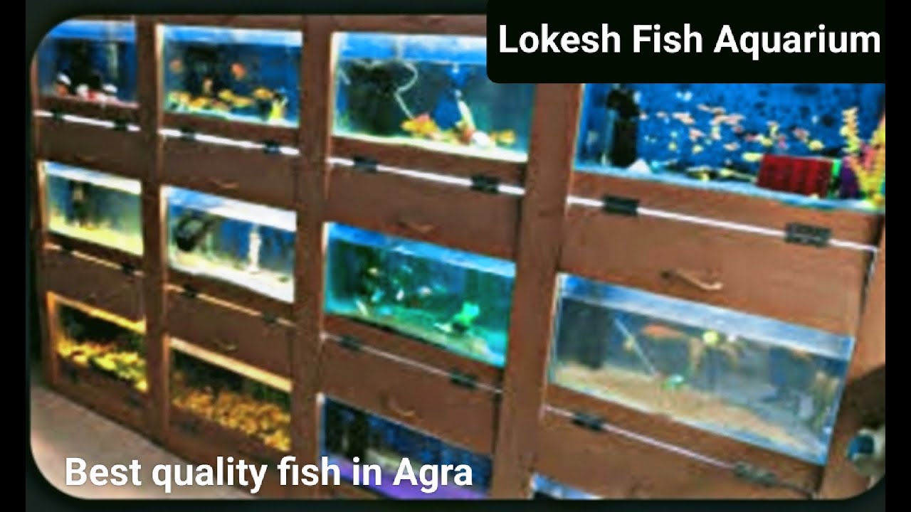 Lokesh Fish Aquarium Best Quality Fish in Agra YouTube