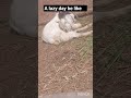 a lazy day be like 😂🤣 #lazy