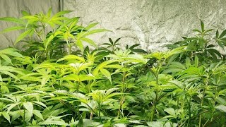 Building A VEG Room and Improving Our Grow Cycle! (Documentary)