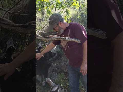 Произведения искусства из обгорелых пней, коряг, топляков