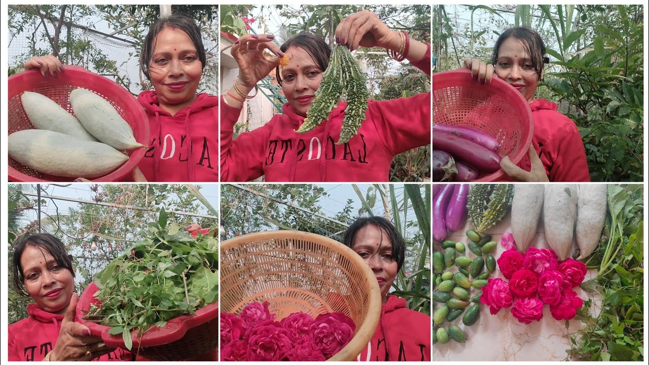 Terrace Garden Harvesting Video 