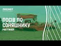 Пьотінгер Теразем посів по соняшнику