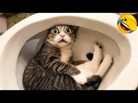 Funny Animals 2022 😂 - Cute Dogs and Cats Doing Funny Things #6