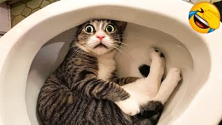 Funny Animals 2022 - Cute Dogs and Cats Doing Funny Things by Vida Bonito 2,457,803 views 1 year ago 8 minutes, 5 seconds